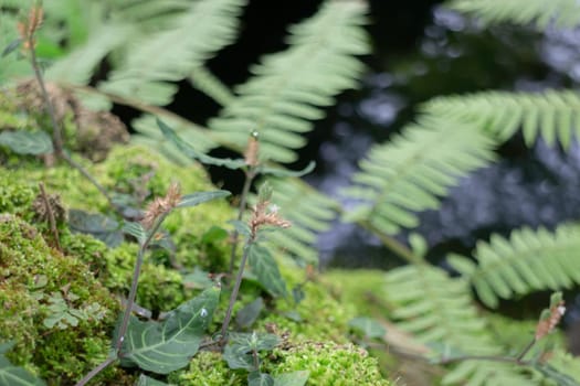 Beautiful tropical green plant and tree decorated in resort garden, stock photo