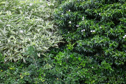Beautiful tropical green plant and tree decorated in resort garden, stock photo