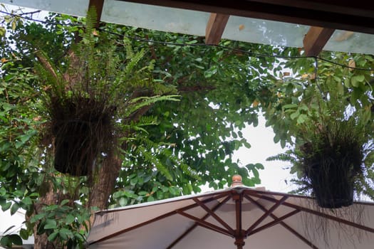 Beautiful tropical green plant and tree decorated in resort garden, stock photo