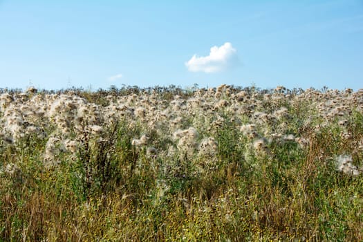 Wilted thistles in a field with lots of flying seeds