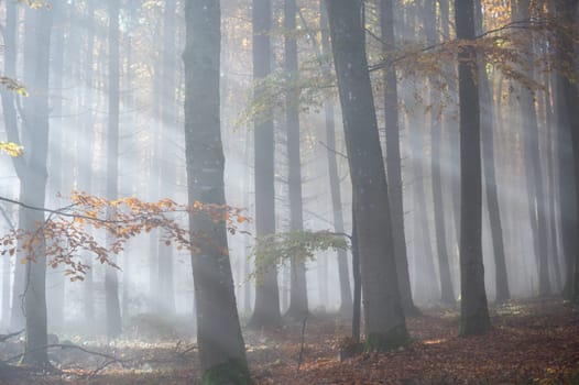 Sun shines in the morning fog in a forest in autumn