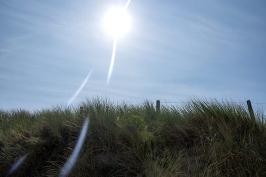 Dunes with beach grass, bright sun and a barbed wire fence on the North Sea coast in the Netherlands