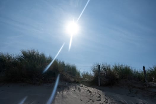 Dunes with beach grass, bright sun and a barbed wire fence on the North Sea coast in the Netherlands