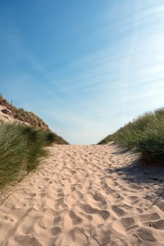 A path through a dune landscape with beach grass on the North Sea coast in the Netherlands