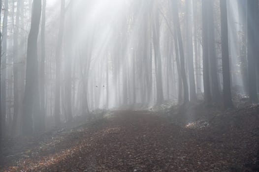 Sun shines in the morning fog in a forest in autumn
