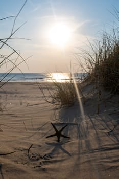 A starfish stands in the sand of a dune, on a beach with beach grass at sunset