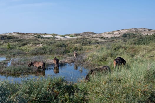 Konik wild horses and Exmoor ponies live in a dune landscape in a nature reserve, for a natural management of the dunes to curb the proliferation of the bushes, near Egmond aan Zee in the Netherlands