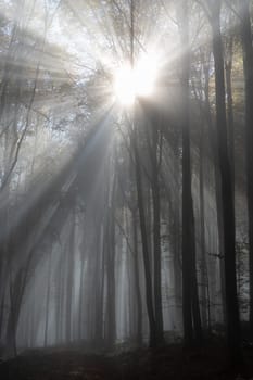 Sun shines in the morning fog in a forest in autumn