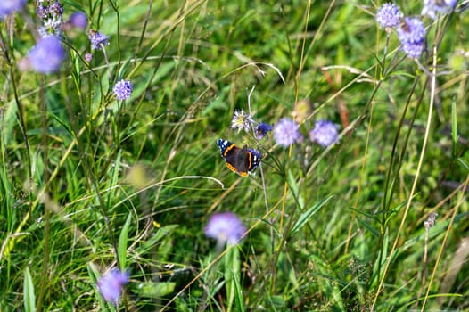 An admiral butterfly (Vanessa atalanta) sits on a purple flower in a green meadow
