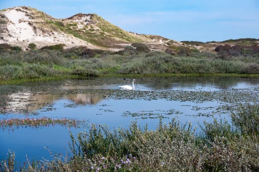 Small lake in a dune landscape, in a nature reserve near Egmond aan Zee in the Netherlands, a swan ( Cygnus ) swims in the water