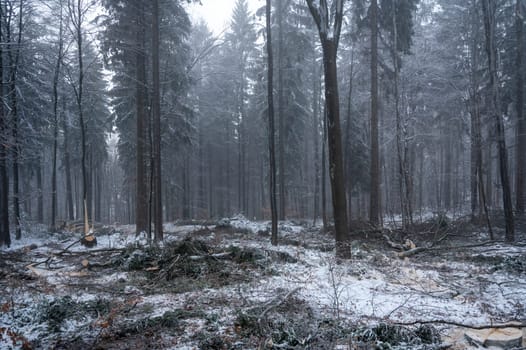 Trees in a forest in winter with snow and fog
