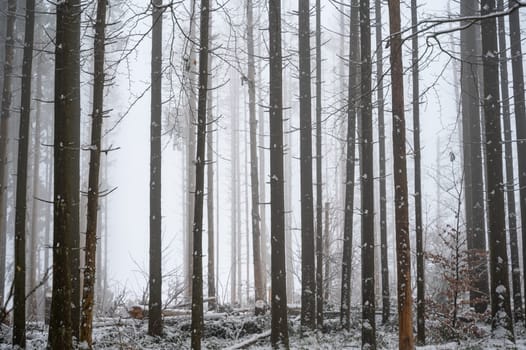 Trees in a forest in winter with snow and fog