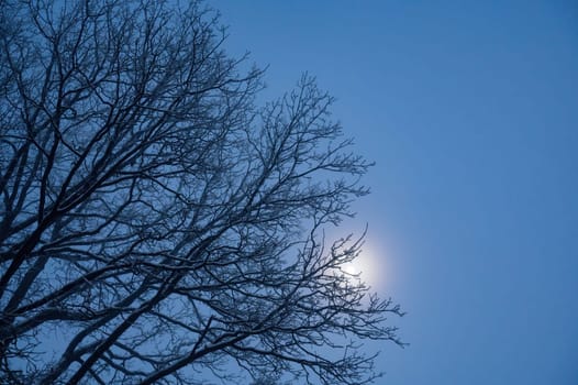 Moon shines behind the snow-covered branches on a cold winter night