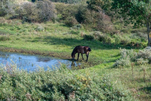 Konik wild horses and Exmoor ponies live in a dune landscape in a nature reserve, for a natural management of the dunes to curb the proliferation of the bushes, near Egmond aan Zee in the Netherlands