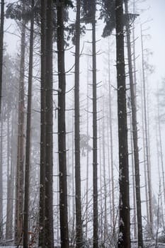 Trees in a forest in winter with snow and fog