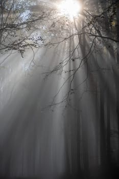 Sun shines in the morning fog in a forest in autumn