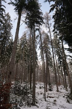 Snow covered trees in a forest with blue sky in winter time
