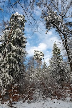 Snow covered fir trees in a forest with blue sky in winter time