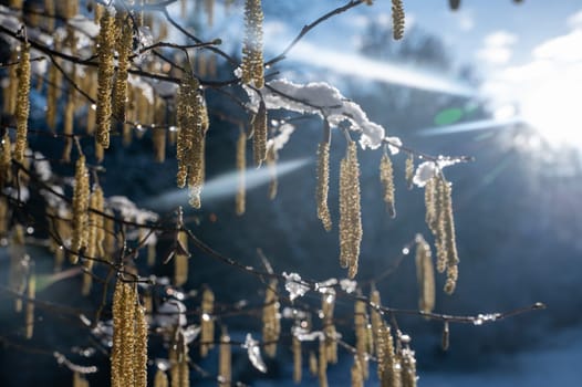 Hazel bush with flowers in winter ( Corylus avellana ) covered in snow in winter with shining sun