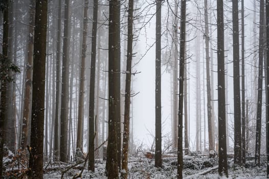 Trees in a forest in winter with snow and fog