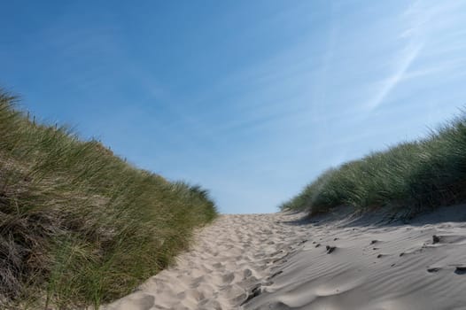 A path through a dune landscape with beach grass on the North Sea coast in the Netherlands
