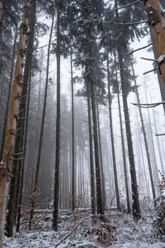 Trees in a forest in winter with snow and fog