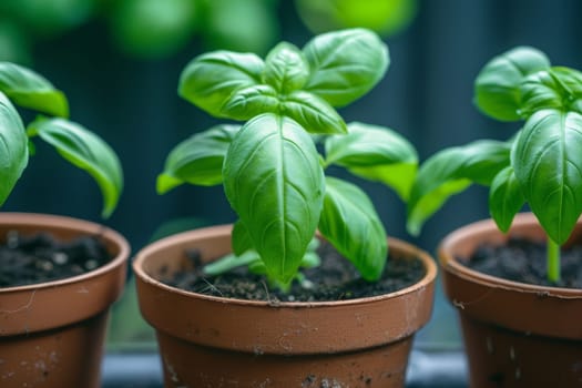 Lush, vibrant basil plants thrive in the warm, natural light streaming through a window, creating a serene and inviting indoor garden scene