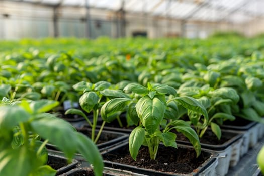 A greenhouse filled with rows of lush, green seedlings growing in black pots, creating a verdant and nurturing environment for new plant life to flourish
