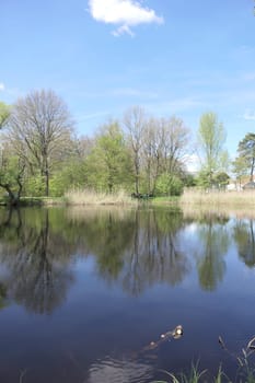 Seerosenweiher bei Muehlheim am Main