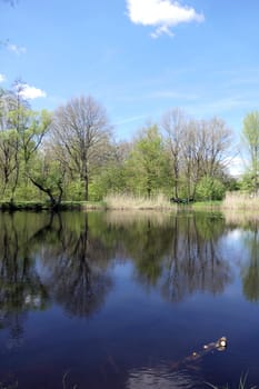 Seerosenweiher bei Muehlheim am Main