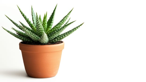 Dracaena trifasciata indoor plant in brown clay pot. Decorative houseplant isolated on white background with copy space.