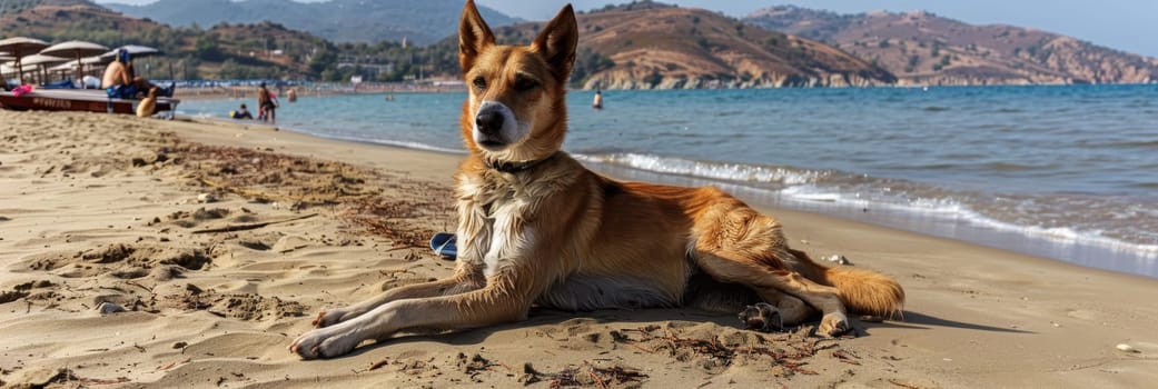 A golden-furred dog sits attentively on the sandy beach, its gaze fixed on the tranquil waters and distant mountains under a clear sky. Beachgoers relax in the background, creating a peaceful