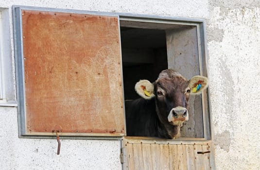 A curious cow looks out of the window of her barn
