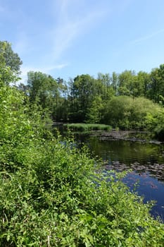 See im Wald