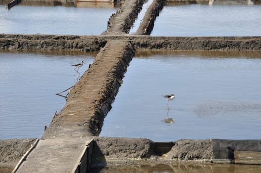 Aveiro salt marshes in Portugal