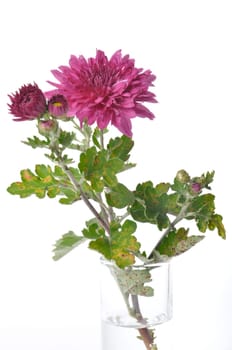 Pink chrysanthemum on a white background