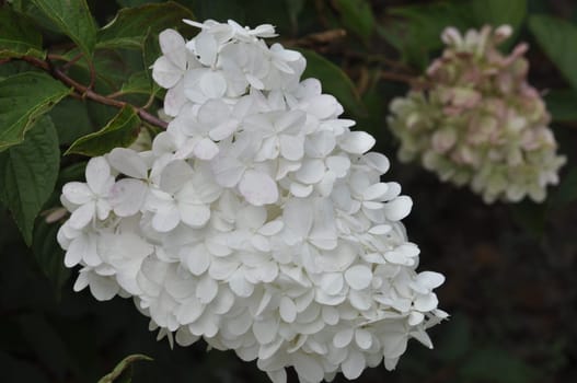 Hydrangea paniculata in a garden