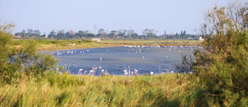 Italy, Comacchio - lagoon with blue sky during summer. Wetland park.