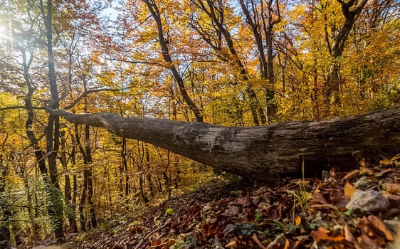 Beautiful autumn forest in the mountains of Crimea. A leaffall in the woods.