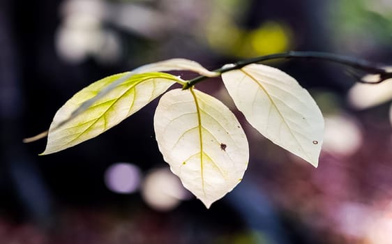 Autumn foliage of yellow leaves in the forest.