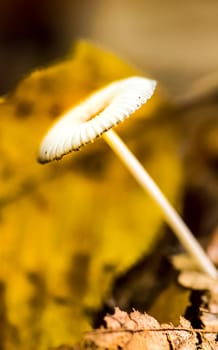 A translucent mushroom on a forest litter among autumn leaves.