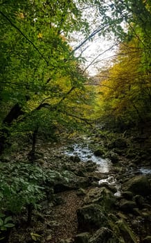 Beautiful autumn forest in the mountains of Crimea. A leaffall in the woods.