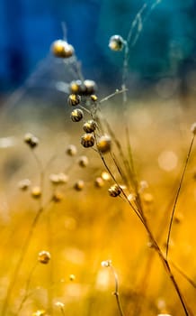 Dry grass in a clearing in the woods. The nature of Crimea.