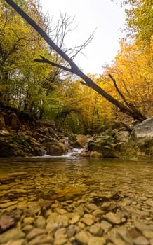 Mountain small river in the forest with rapids and waterfalls. A forest creek.