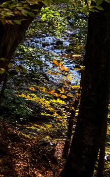 a Forest canopy early autumn, forest landscape.