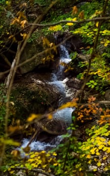 Mountain small river in the forest with rapids and waterfalls. A forest creek.