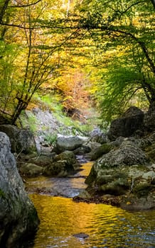 Mountain small river in the forest with rapids and waterfalls. A forest creek.