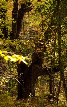 Beautiful autumn forest in the mountains of Crimea. A leaffall in the woods.