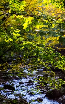Beautiful autumn forest in the mountains of Crimea. A leaffall in the woods.