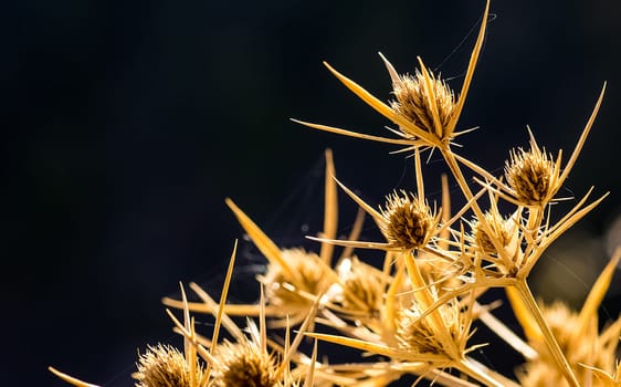 Grass and flowers in the forest on the clearing and under the trees.